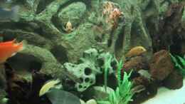 aquarium-von-martin-botjan-becken-490_