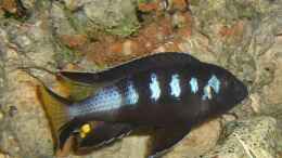 aquarium-von-stefan-grossmann-becken-4948_Pseudotropheus Elongatus Chewere M