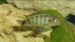 aquarium-von-stefan-grossmann-becken-4948_Pseudotropheus Elongatus Chewere W