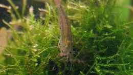 aquarium-von-andy-peter-becken-4975_Amano Garnele