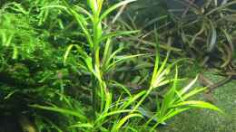 aquarium-von-danny-red-fire-refugium_Juncus repens