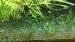 aquarium-von-danny-red-fire-refugium_Littorella uniflora