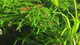 aquarium-von-danny-red-fire-refugium_Neocaridina heteropoda var. Red