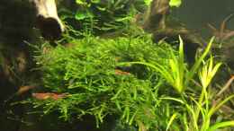 aquarium-von-danny-red-fire-refugium_Fissidens fontanus und Taxiphyllum barbieri 