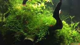 aquarium-von-danny-red-fire-refugium_Fissidens fontanus und Taxiphyllum barbieri 