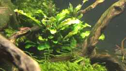 aquarium-von-danny-red-fire-refugium_Bucephalandra spec. Wavy Leaf