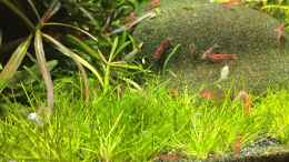 aquarium-von-danny-red-fire-refugium_Eleocharis acicularis