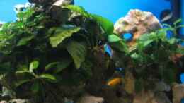 aquarium-von-erik-colditz-becken-4996_