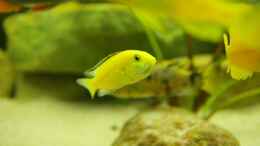 aquarium-von-nico-a--becken-5026_Yellow- Weibchen mit Jungen