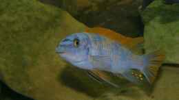 aquarium-von-nico-a--becken-5026_Labeotropheus Trewavasae Thumbi West OB 