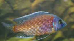 aquarium-von-nico-a--becken-5026_Copadichromis Kadango