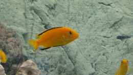 aquarium-von-kai-verholen-becken-5062_Labidochromis Nahaufnahme