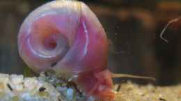 aquarium-von-andreas-zitt-becken-5068_rosa Posthornschnecke