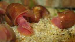 aquarium-von-andreas-zitt-becken-5068_orange Posthornschnecke