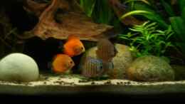 aquarium-von-johannes-becken-5092_