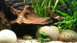 aquarium-von-johannes-becken-5092_