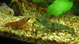 aquarium-von-tb-becken-5098_Garnelen und neugieriger Microgeophagus altispinosus