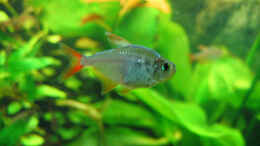 aquarium-von-tb-becken-5098_Hyphessobrycon columbianus (Rot-blauer Kolumbianer)