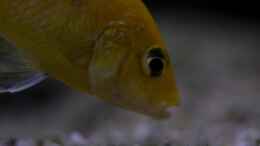 aquarium-von-maggo-28-becken-5110_