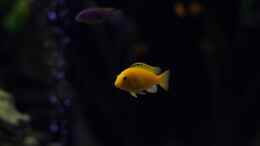 aquarium-von-maggo-28-becken-5110_Yellow weibchen