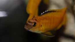 aquarium-von-maggo-28-becken-5110_