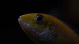 aquarium-von-maggo-28-becken-5110_