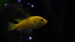 aquarium-von-maggo-28-becken-5110_Yellow weibchen