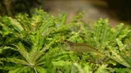 aquarium-von-sebastian-seiler-becken-5154_Caridina multidentata