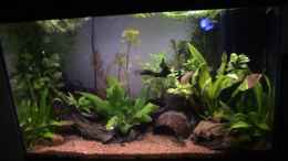 aquarium-von-max-mathieu-becken-5212_