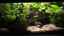 aquarium-von-max-mathieu-becken-5212_