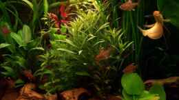 aquarium-von-andreas-weiler-becken-5224_neue Pflanzen 10_05_07