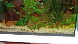 aquarium-von-martin-bagar-becken-5234_