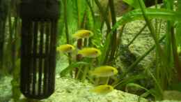 aquarium-von-various77-becken-5250_