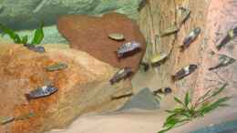 aquarium-von-anja-und-ingo-hermes-becken-5255_