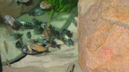 aquarium-von-anja-und-ingo-hermes-becken-5255_