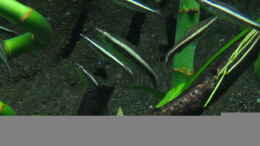 aquarium-von-fischbusch-amazonas_Nannostomus eques