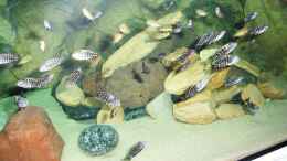 aquarium-von-eric-becken-5298_Golden Kazumba und Duboisi Maswa