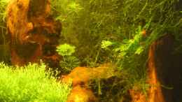 aquarium-von-christian-berger-becken-5339_