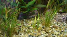 aquarium-von-rene-jockwer-becken-5351_