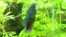 aquarium-von-joschka-bienhuels-becken-5361_Betta Mama