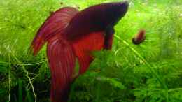 aquarium-von-joschka-bienhuels-becken-5361_Betta Pappa