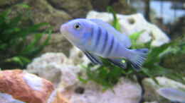 aquarium-von-michael-friel-becken-5370_Pseudotropheus kingsizei maingano 