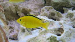 aquarium-von-michael-friel-becken-5370_Labidochromis caeruleus yellow 