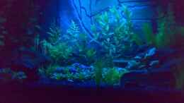 aquarium-von-gerwin-jansen-becken-5395_