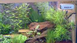 aquarium-von-gerwin-jansen-becken-5395_