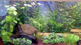 aquarium-von-gerwin-jansen-becken-5395_