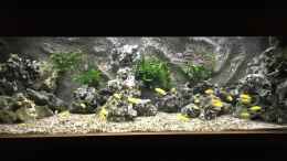 aquarium-von-aquaman-becken-5401_Mein Malawi-Schaubecken