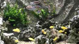 aquarium-von-aquaman-becken-5401_Mein Malawi-Schaubecken (Afrika)