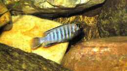 aquarium-von-steffen-gebert-becken-5433_Pseudotropheus Saulosi