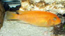 aquarium-von-steffen-gebert-becken-5433_M.Estherae weibchen